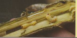uploads/images/pest/coffee grubs.jpg